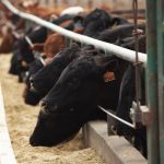 Trade war raises profile of Livestock Price Insurance