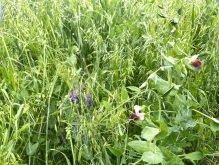 Van Eerd says cover crops can improve soil health and resiliency. 