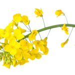 Tariffs continue to pressure canola prices