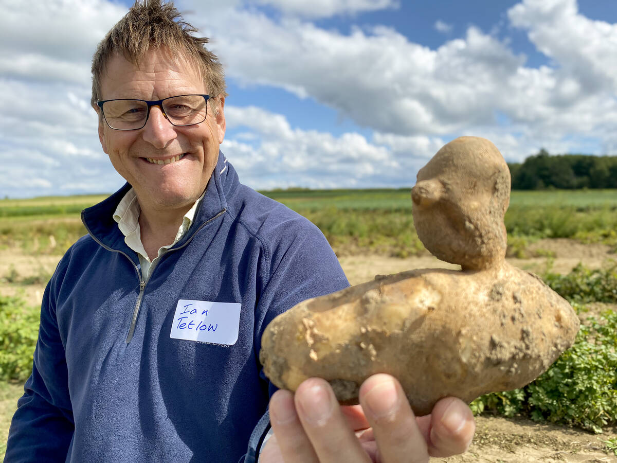 A duck-shaped Russet Burbank tickled Dr. Ian Tetlow’s funny bone during the Elora Potato Research Open House in August 2024, where he discussed his upcoming stored potato cold-sweetening research. 