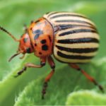 Colorado potato beetles are a major pest of potatoes in Canada.