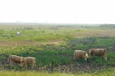 Cattle search for forage in low areas in southwestern Manitoba during the dry summer of 2019. Prairie producers have had several years dealing with drought in the last decade. 