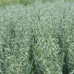 Cereal crops are much less vulnerable to U.S. tariffs than canola, particularly oats, where the Americans have few viable alternatives but to buy from Canada. 