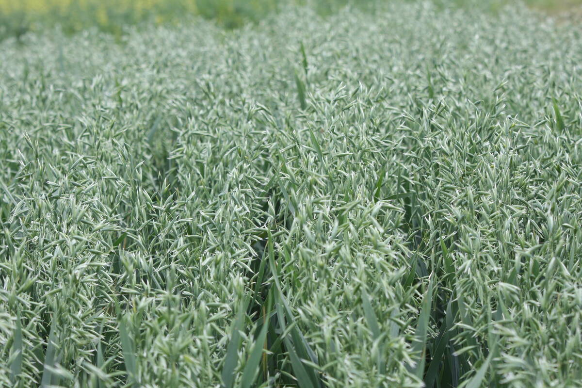 Cereal crops are much less vulnerable to U.S. tariffs than canola, particularly oats, where the Americans have few viable alternatives but to buy from Canada. 