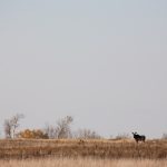 File photo of moose in a Saskatchewan field. (BobLoblaw/iStock/Getty Images)
