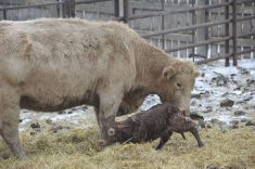 A ten minute old purebred calf tries standing for the first time. 