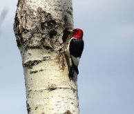 A redheaded woodpecker arrives at its nest to feed its young.
