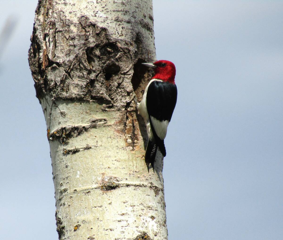 A redheaded woodpecker arrives at its nest to feed its young. 