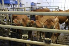 Guided cow traffic means that once cows enter the mlking zone, they have to go through the robot before getting back to feed.