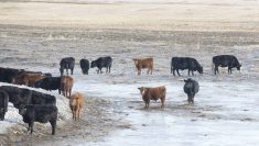 Cattle prices in western Canada tried to recover from tariff-driven shocks in the week ending March 14. 