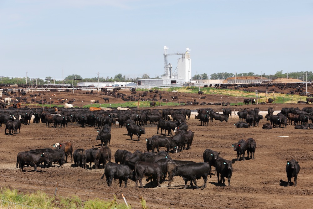 File photo of cattle in a Kansas feedlot. (BeyondImages/E+/Getty Images)

