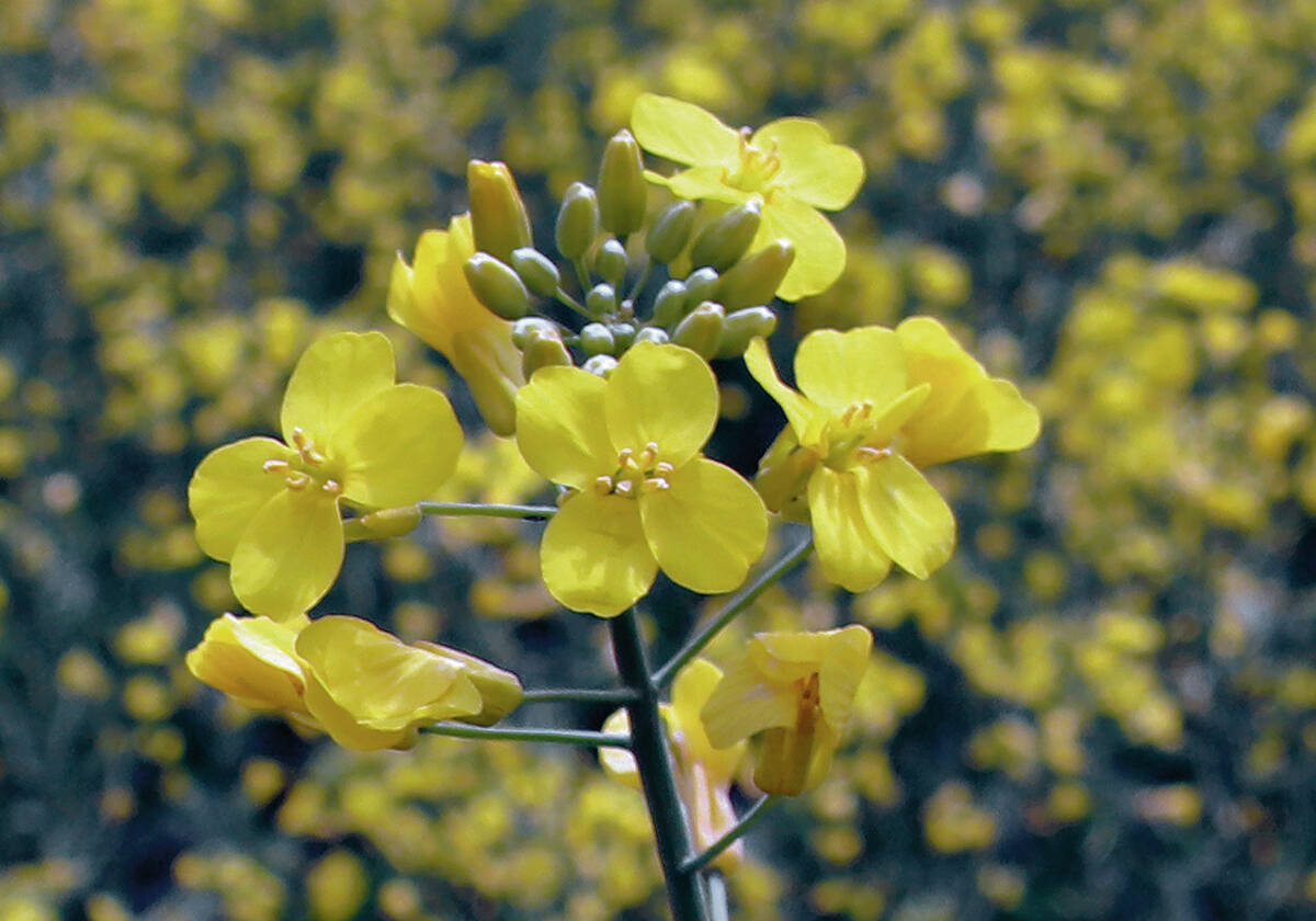 Canadian canola is facing rocky market waters. 