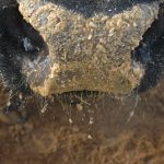 Ottawa may deregulate ag sector
