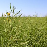 Agronomy for better decision-making in the field