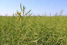 Agronomy for better decision-making in the field