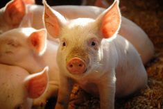 Gene-edited pigs get consumer traction