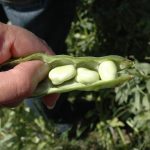 Fababeans are an emerging food ingredient and are agronomically suited to the northern Prairie region. However, the price being offered to producers doesn’t compete with other crops. | File photo

