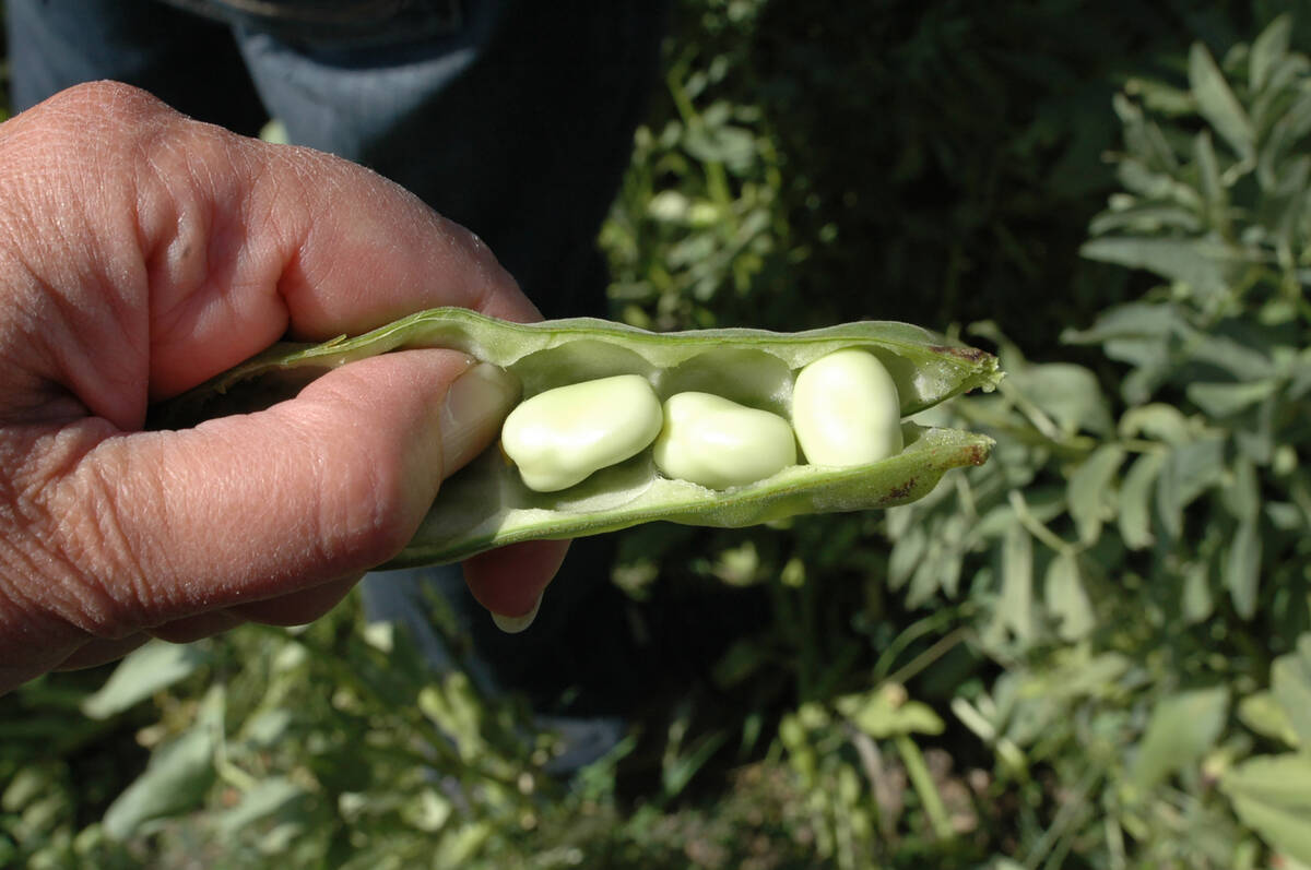 Fababeans are an emerging food ingredient and are agronomically suited to the northern Prairie region. However, the price being offered to producers doesn’t compete with other crops. | File photo
