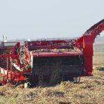 Potatoes are dug in southwestern Manitoba in October 2024. 