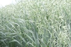 Oats are the primary Canadian grain that would be hurt by U.S. import tariffs.