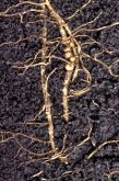 These soybean roots carry egg-filled nodules from which young soybean cyst nematodes will hatch.
