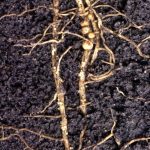 These soybean roots carry egg-filled nodules from which young soybean cyst nematodes will hatch.