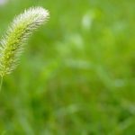 AgGronomyTV: Weed control ‘wins’ and concerns for growers