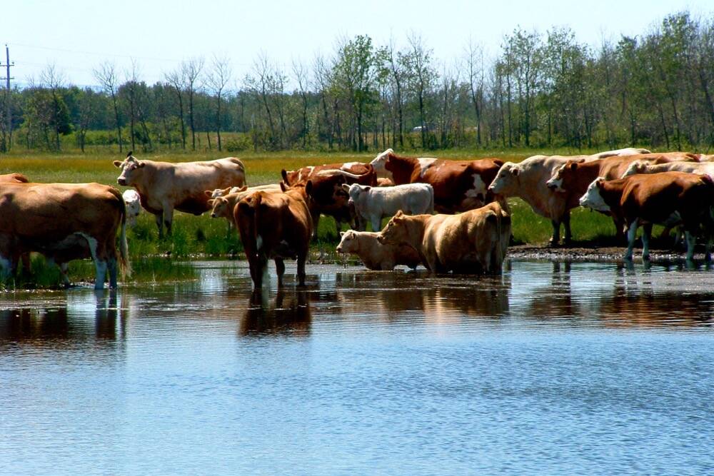 Protecting cattle against common parasites has been complicated due to burgeoning dewormer resistance.
