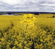 China&rsquo;s tariffs are hitting the canola market, but they only cover oil and meal.
