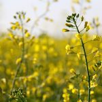 Some wonder if prairie producers might be considering a return to organic canola, despite the problems caused by the proliferation of GM canola. Photo: Greg Berg
