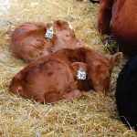 Keeping calves healthy in their early days can be a challenge, but proper calf health management pays big dividends.