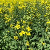 Canadian canola prices dodged further tariff stress from the U.S. in early April.