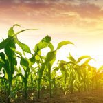 Photo: Vencavolrab/iStock/Getty Images
