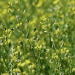 New research is looking for genetic improvements to spring and winter camelina. 
