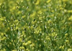 New research is looking for genetic improvements to spring and winter camelina. 