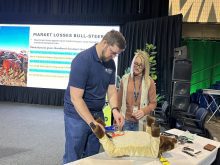 Jodi Suchoplas demonstrates elastic band castration techniques with an audience member on her plush demo calf “Shorty,” during Manitoba Ag Days 2025. 