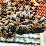 The U.S. is a key source for imported queen bees (marked here with a green dot to set her apart from the rest of the hive).