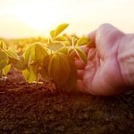 Organic soybeans and most varieties of wheat are selling at a substantial premium compared to their conventional counterparts. Photo: iStock/Getty Images
