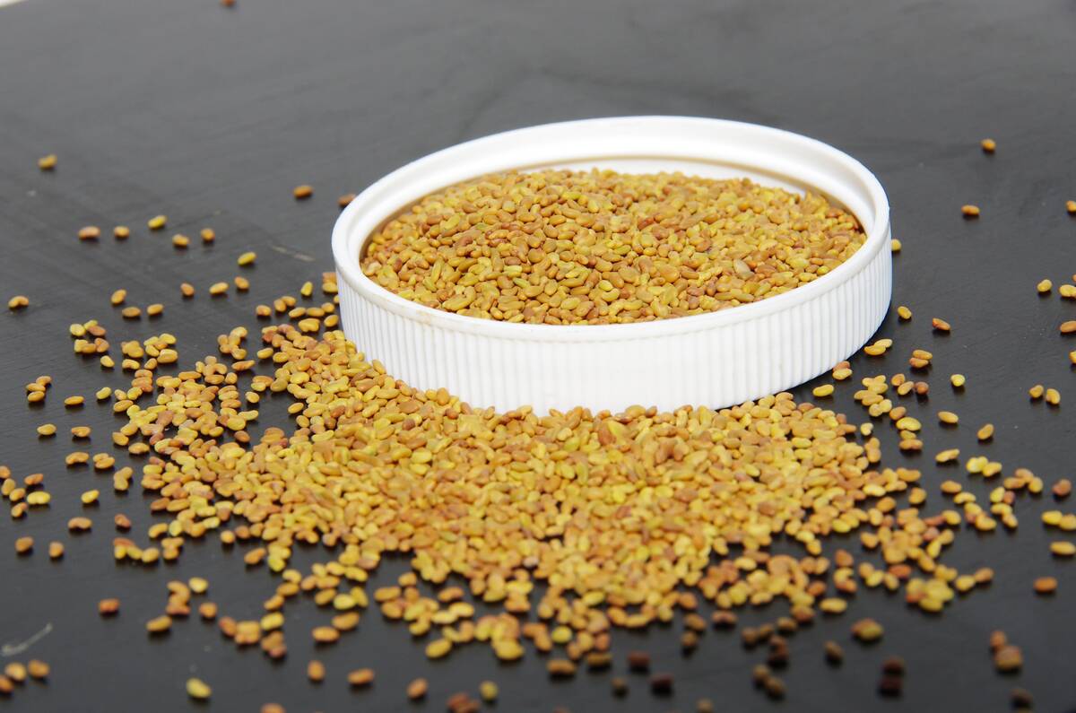 A sample of alfalfa seed. Photo: Alexis Stockford