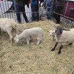Lambs in the weight category of 60-80lbs are considered the Easter premium and bring high prices in 2025.