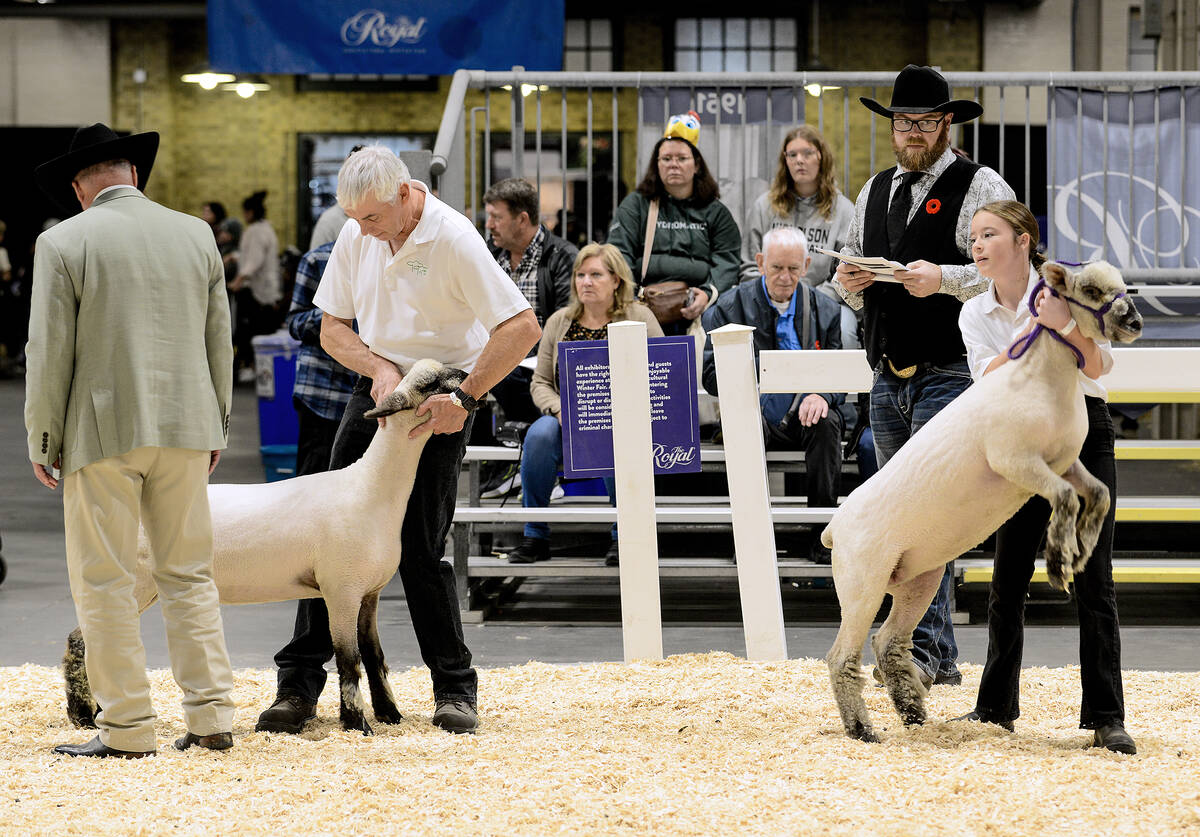 Canada’s sheep flock continues to trend downward for a number of reasons. Photo: File