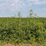 AgGronomyTV: Managing invasive weeds in Manitoba