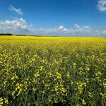 AAFC tweaks monthly data, but holds canola exports