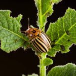 Colorado potato beetles, like the adult shown here chowing down on a potato plant, have adopted a less predictable emergence pattern.