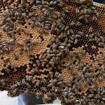 After fall and winter losses, Canadian beekeepers are split on whether or not to lobby the federal government for access to U.S.-imported package bees. Photo: Miranda Leybourne