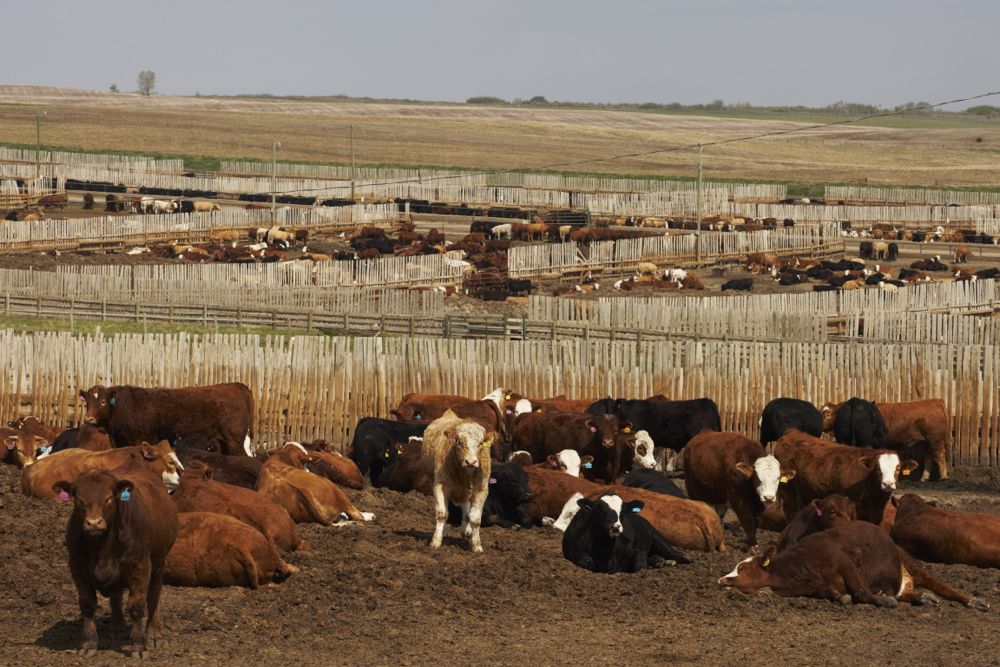 (Photo courtesy Canada Beef Inc.)
