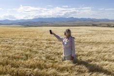 New reports from Cereals Canada aim to confirm how Canada’s cereal crops, such as this one in southwestern Alberta, are among the most sustainable in the world.