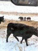 Manitoba’s wild pigs not headed for population boom, expert says