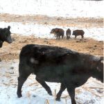 Manitoba’s wild pigs not headed for population boom, expert says