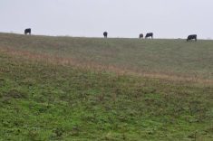Cattle graze on spring pastures in central Manitoba. 